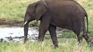 Elephant A-Z animals
