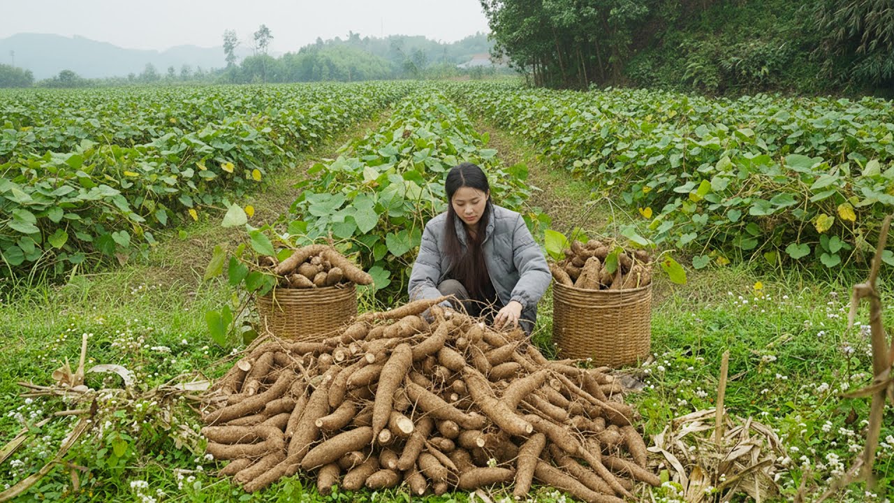 Harvest lesser yam garden goes to the market to sell - Catching Field Crabs & Find Frog - Daily Farm
