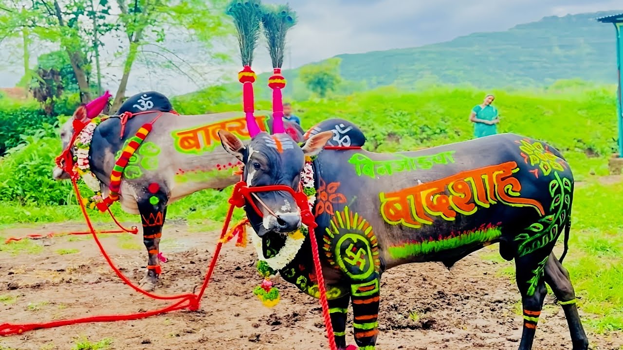 | बैल पोळा सजावट | Bail Pola Festival | बेंदुर सण | Mattu Pongal  | Kadalekai Habba | Jallikattu |