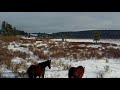 Wild Horses in Alberta&#39;s Foothills