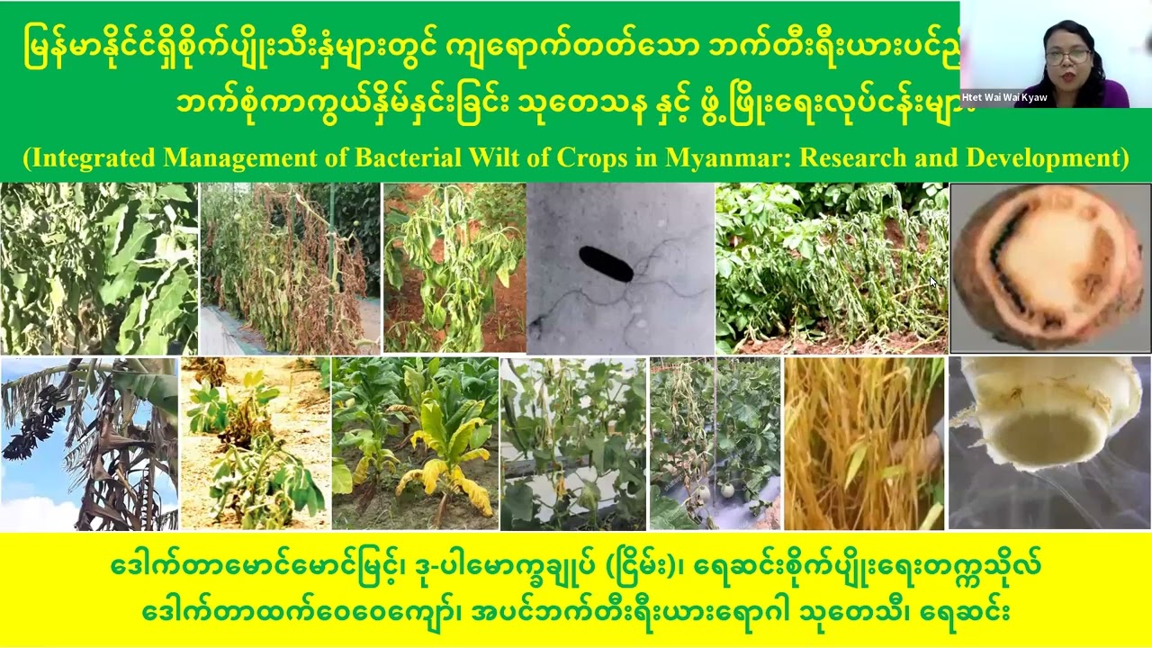 Dr Mg Mg Myint & Dr. Htet Wai Wai Kyaw_ Bacteria Wilt Management