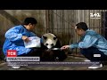 Четверте панденя за рік: зооцентр в Китаї похизувався пухнастим поповненням