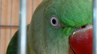 DimpalYadav is live ringneck parrot# viral# live# short #feed# live #trending #live# viral# live