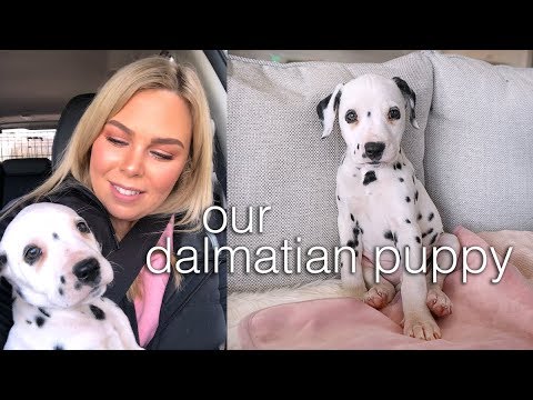 female dalmatian for sale