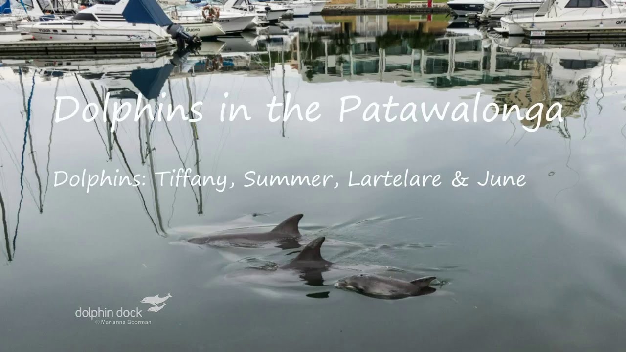 Dolphins in the Patawalonga