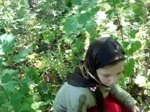 Подберезовик секреты сбора.