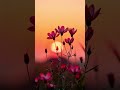“Some joys belong to another time.” #softvibes #floweraesthetic