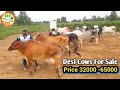 👍For Sale:Price 32,000-65,000.👍Desi Cows, #Rathi, #Haryana #Breed are available at good price.👍