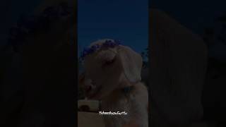 Eid Ul Adha Mubarak status 2025 #shorts #eidmubarak #eiduladha #islamicshorts #qurbani