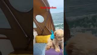 Out with the pup #sailing #boating #sailboat