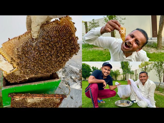 Becoming a Beekeeper | My First Honey Harvest | How Much Honey You Can Get From 1 Box 🗃️ class=