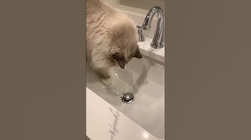 Chiggy playing with water 💦 #ragdollcat #foryou #fyp #catsvideo #catslover #catschallenge #shorts