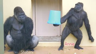 Gorilla Daughter Presents A Blue Bucket To Dad in The Rain | The Shabani Group