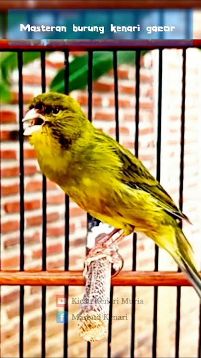 Masteran kenari gacor panjang #birds #canary #masterankenarigacor #canariesbirds
