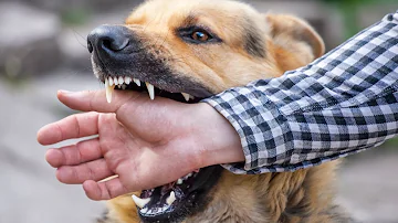 Should I get checked after a dog bite?
