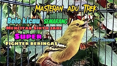 Sirpu gacor ngamuk 100% ampuh tersukses buat pancingan adu Trek#sirtugacor @srfchannel3881