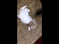 おもちゃを持ってくるスコティッシュフォールドの子猫 みるきぃ☆