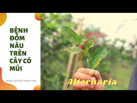 Video: Bệnh Alternaria trên cây có múi - Nguyên nhân gây ra bệnh Alternaria trên cây có múi