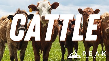 Consolidatie van de veehouderij 🐂 | Strategie van de maand november 2025 🚀
