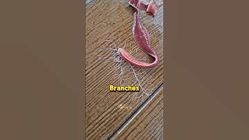 Deze worm heeft een buitenaards wapen