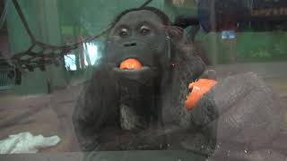 오랑우탄 보물이의 먹방 Orangutan Bomool is having dinner