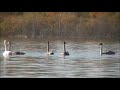 Бобровское озеро в Кузнецком районе.Первое потомство  пары лебедей   2020 год