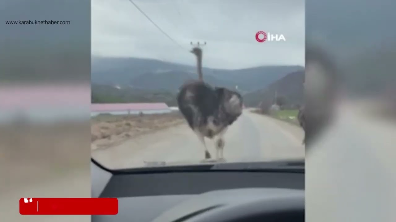 KÖY YOLUNDA DEVE KUŞU GÖRÜNTÜLENDİ