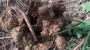 củ khúc khắc tri bênh đău lưng nhức mỏi xương khớp và nhiêu bêng khác