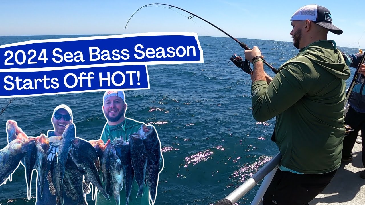 Sea Bass Limit Aboard the Norma K III!! YouTube