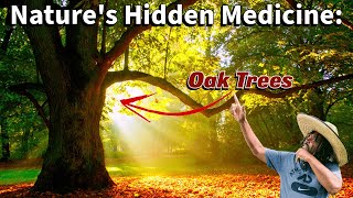 Why Southern Live Oak is a Must-Know Medicinal Tree