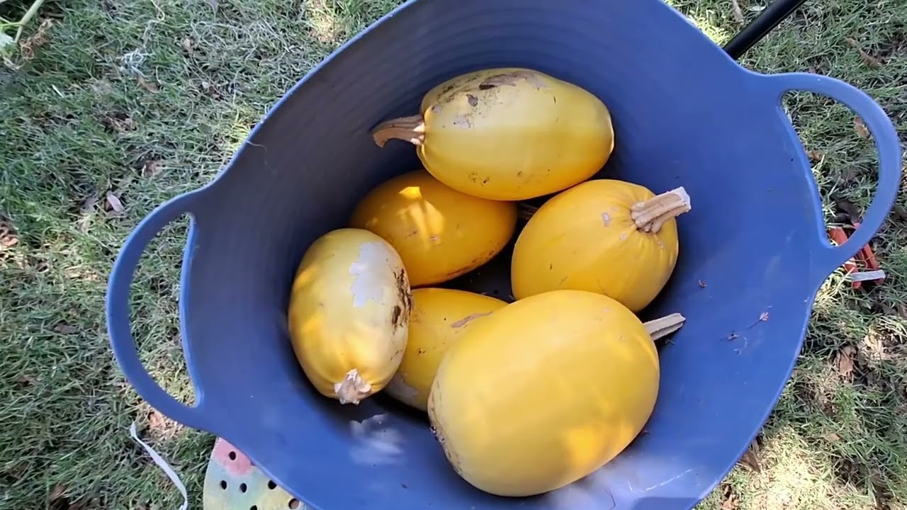 Picking popping corn and freezing zucchini