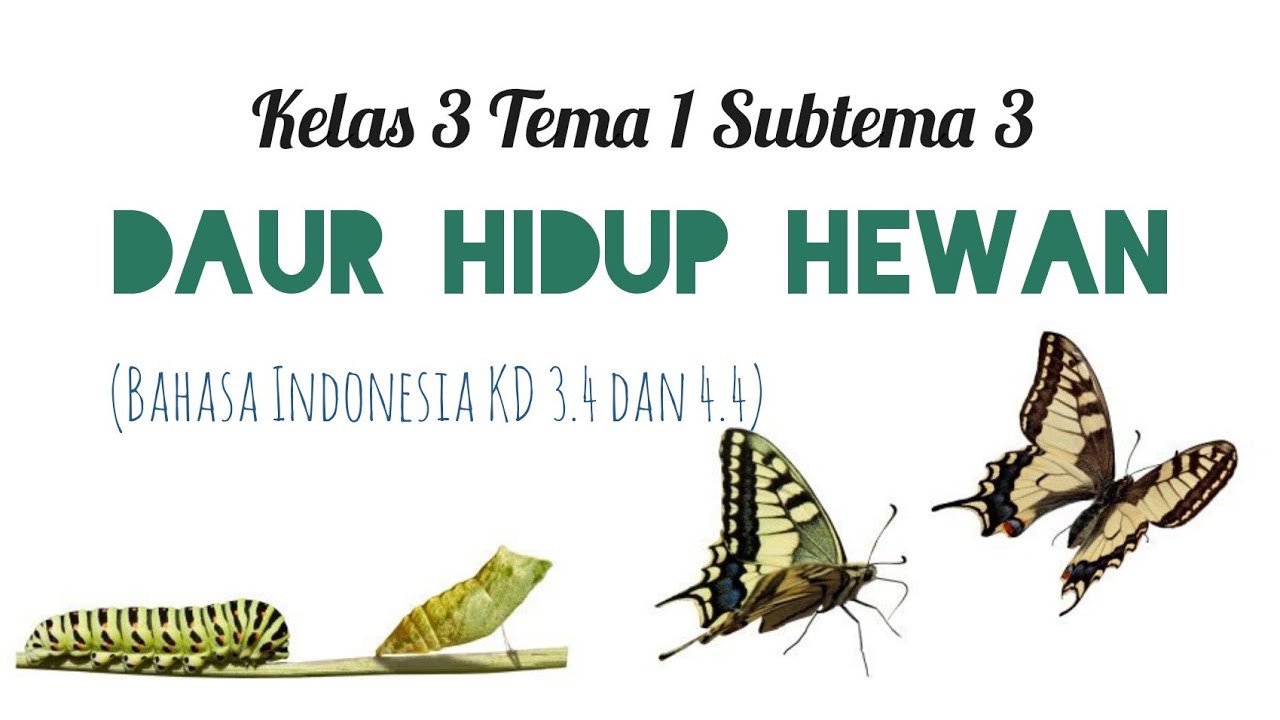 Materi Kelas 3 Sd Daur Hidup Metamorfosis Youtube