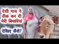 देसी गाय का कमाल, बिना दवाइयां ठीक हुई बुजुर्ग महिला Desi Cow Milk Medicinal Value Indigenous Cow.