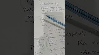 Integration Of Renal Mechanisms For Balance Of Extracellular Fluid Volume And Sodium