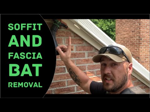 Soffit and Fascia Bat Removal (Exclusion with "The Bat Valve")