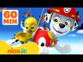 PAW Patrol |Aventuras y rescates de animales bebés de PAW Patrol Con Marshall 🐥 Nick Jr. en Español