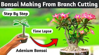Adenium Bonsai Making From Branch Cutting