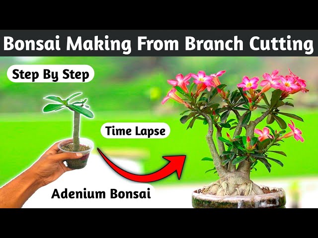 Adenium Bonsai Making From Branch Cutting class=