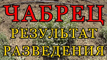 ЧАБРЕЦ, ЧЕБРЕЦ, ТИМЬЯН, БОГОРОДСКАЯ ТРАВА - РАЗМНОЖЕНИЕ. Часть 2. РЕЗУЛЬТАТ.