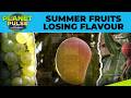 From Litchi to Mangoes, Climate Is Changing How Fruits Taste Today | Planet Pulse | N18G | 4K