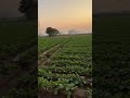 Ghar pe peeche ke khet ab bikne lage hain… #urbanvibes #zirakpur #punjabindia