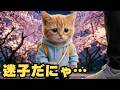 夜の桜道で迷子になった猫を救ってくれたのは　A Lost Cat Under the Cherry Blossoms..