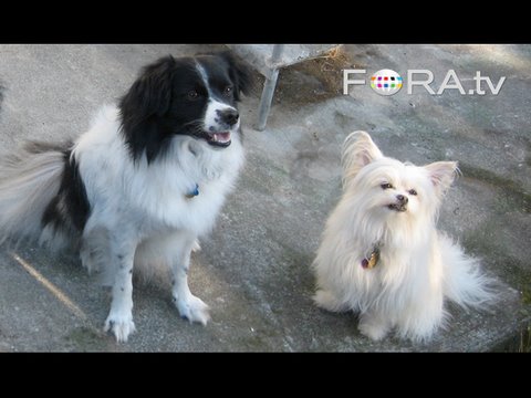 Effective Dog Training - Ian Dunbar - YouTube