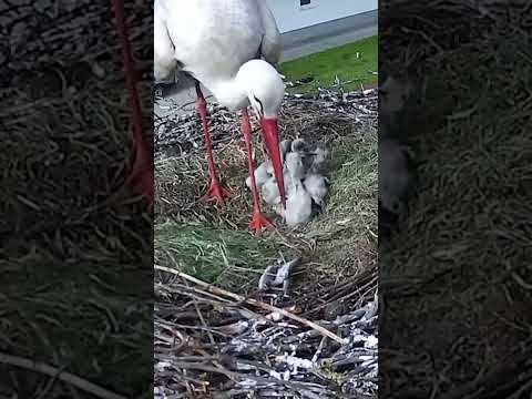 Яндекс доставка для
