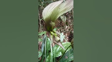 tanaman langka #rimbaraya #nature #wildlife #langka #flowers