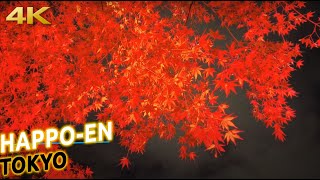 Lots of MOMIJI at night in Happo-en garden in TOKYO, JAPAN [4K]