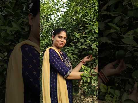 Meri Man ka chola Hai rangla #trending #mata #youtube