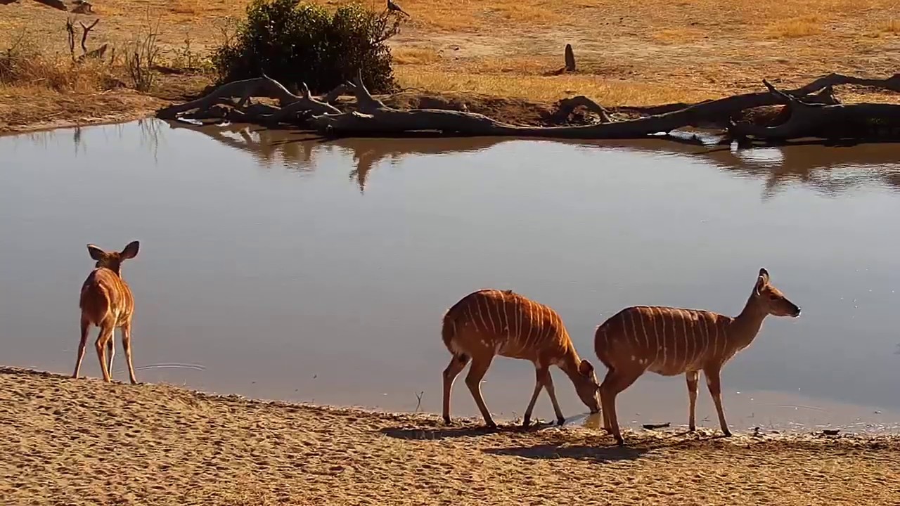 camera iphone 8 plus apk Djuma: Impalas and Nyalas - 08:02 - 08/25/19