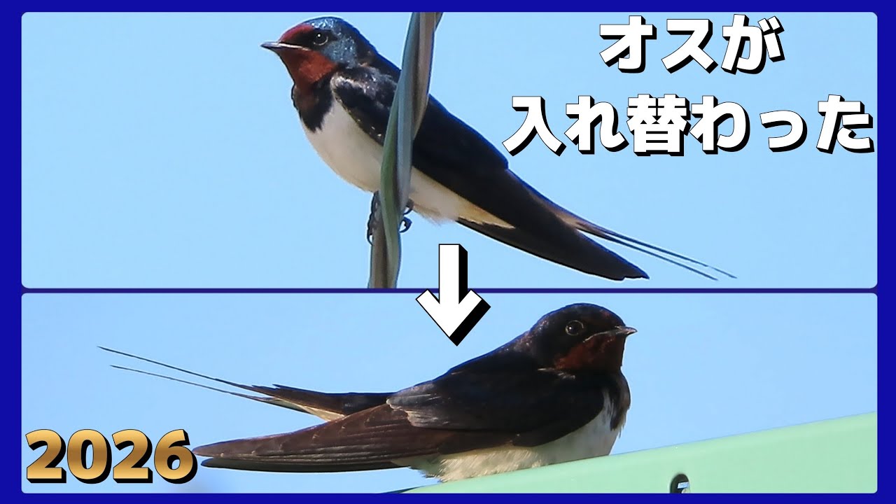 不安が現実に。メスが下した非情な決断」～自然界のシビアな現実