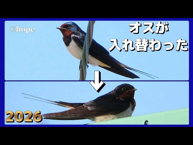 不安が現実に。メスが下した非情な決断」～自然界のシビアな現実
